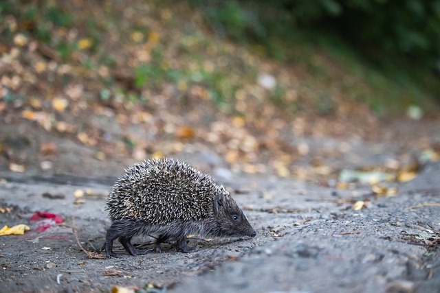 风格与特征 风格与特征