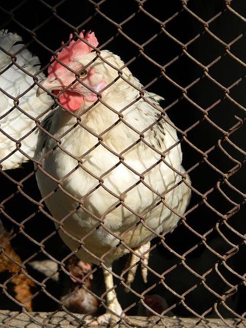 希望穆科科 希望穆科科