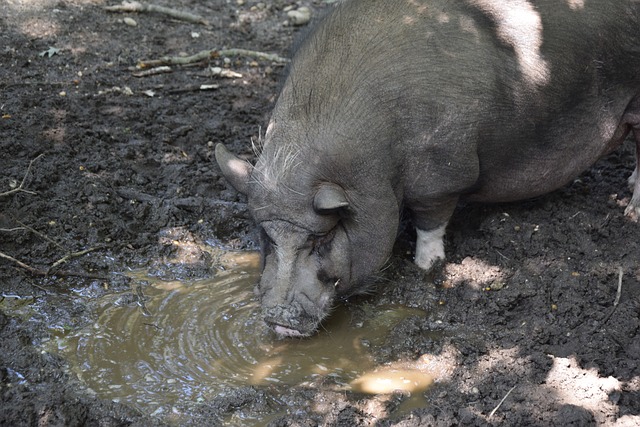 克特耐心指 克特耐心指